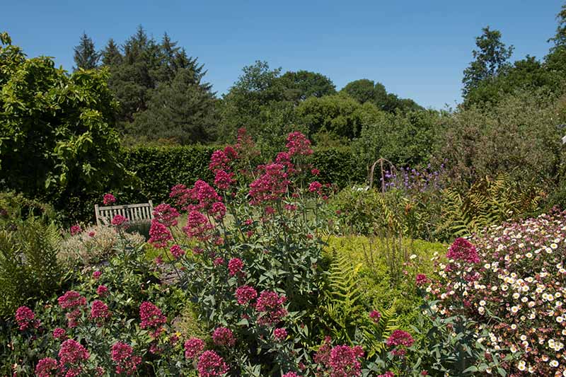 Un jardín de campo con valeriana roja en plena floración y ásteres calico a la derecha del marco, sobre un fondo de cielo azul en el Reino Unido, uno de los pocos días soleados de la temporada de verano.