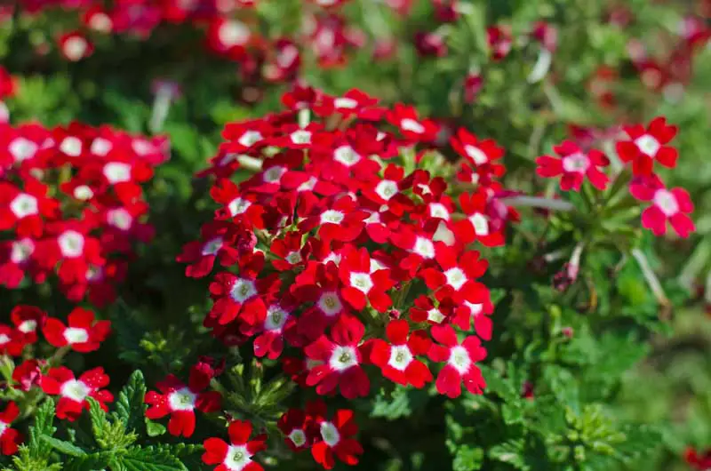 Un primer plano de un grupo de flores de verbena roja.