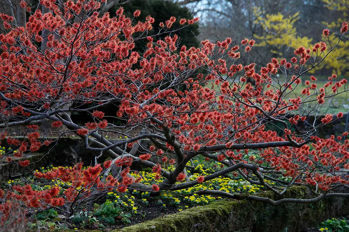 Una imagen horizontal de un arbusto rojo Hamamelis (hamamelis) que crece en un borde de jardín.