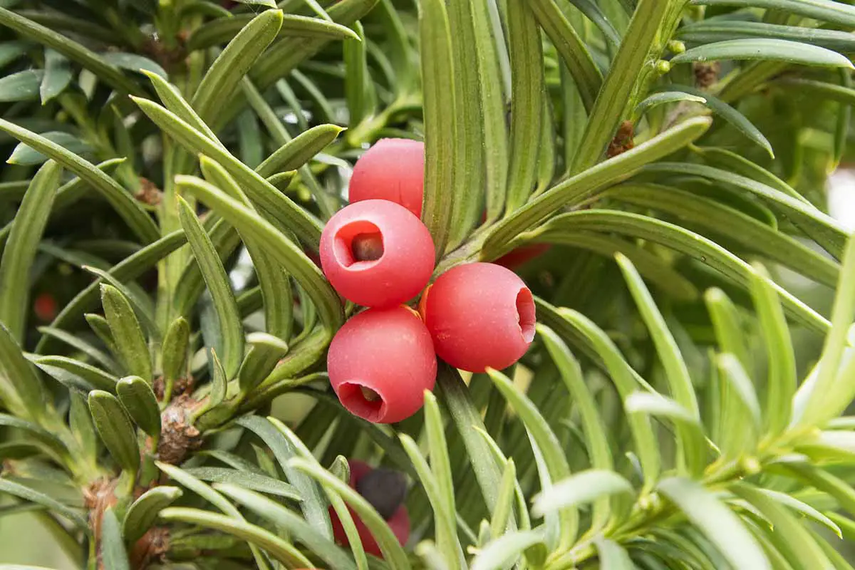 Una imagen horizontal de primer plano de las bayas rojas de Taxus baccata que crecen en el jardín.