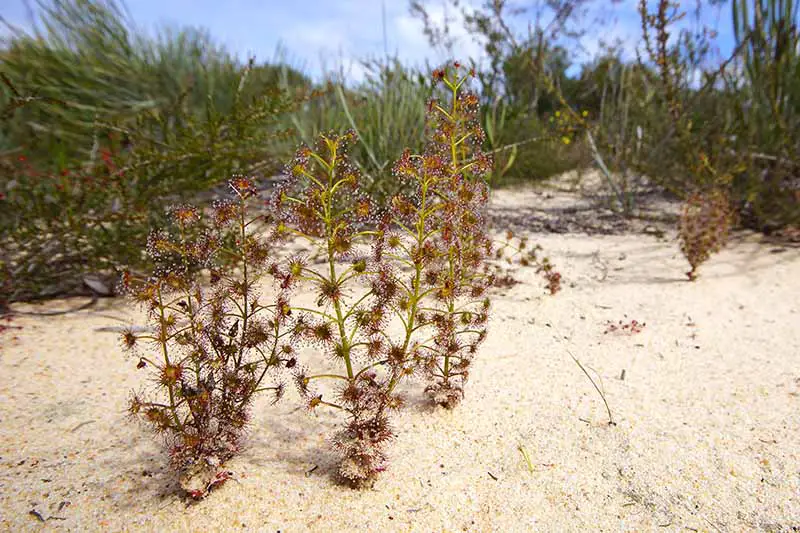 Una imagen horizontal de cerca de Drosera stolonifera creciendo en suelo arenoso en su hábitat natural con pastos en el fondo.