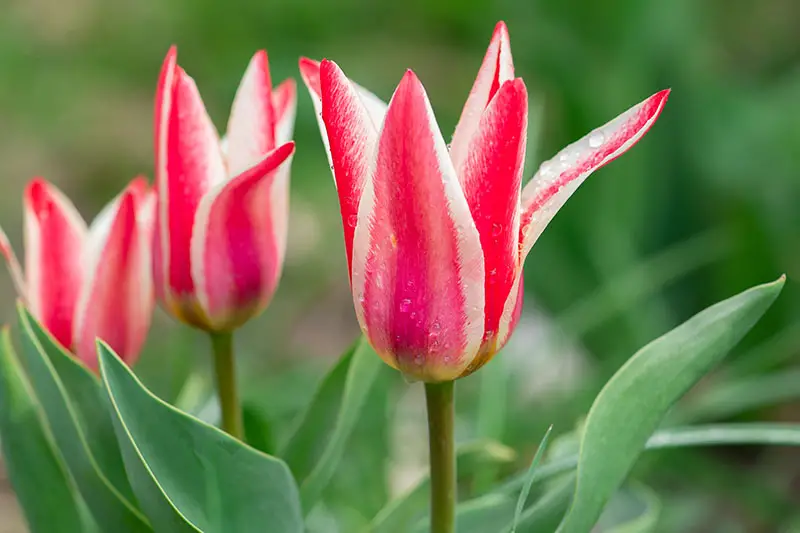 Tulipanes Greigii rojos y blancos que crecen en el jardín representados en un fondo de enfoque suave.