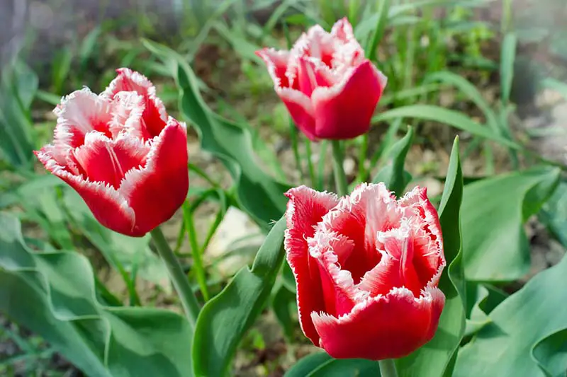 Una imagen horizontal de cerca de tulipanes con flecos bicolores rojos y blancos que crecen en el jardín con follaje en un enfoque suave en el fondo.
