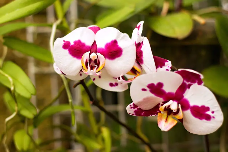 Una imagen horizontal de primer plano de flores de orquídeas blancas y rojas representadas en un fondo de enfoque suave.
