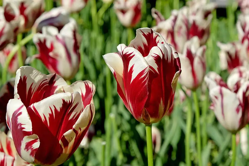 Una imagen horizontal de primer plano de tulipanes Rembrandt rojos y blancos que crecen en el jardín, fotografiados con un sol brillante en un fondo de enfoque suave.