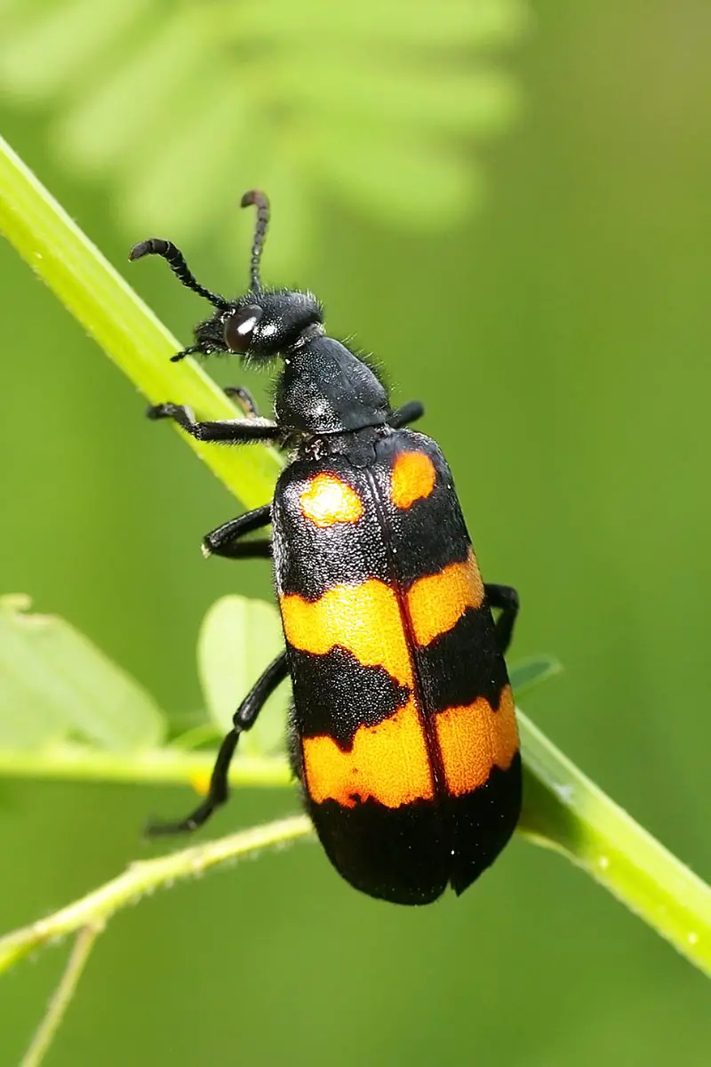 Una imagen vertical de primer plano de un insecto blister negro y amarillo en el tallo de una planta representada en un fondo de enfoque suave.