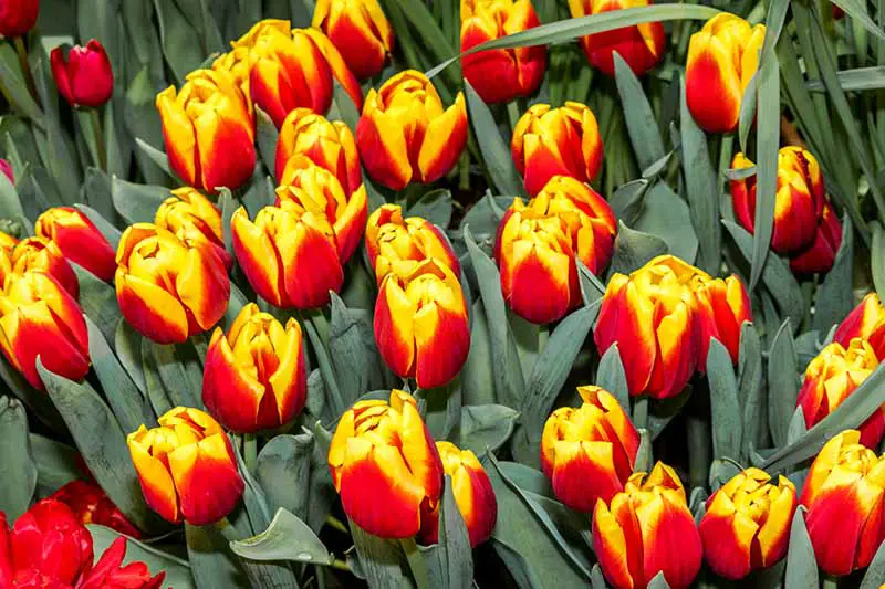 Una imagen horizontal de primer plano de tulipanes rojos y amarillos que crecen en el jardín, rodeados de follaje.