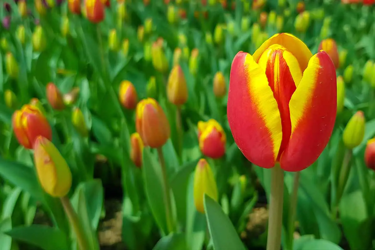 Una imagen horizontal de primer plano de tulipanes rojos y amarillos en plena floración en el jardín de primavera.