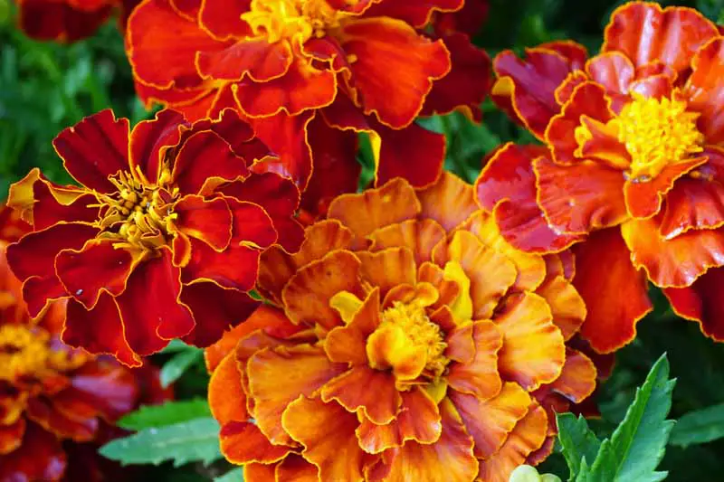 Imagen de primer plano de flores de caléndula rojas, naranjas y amarillas.