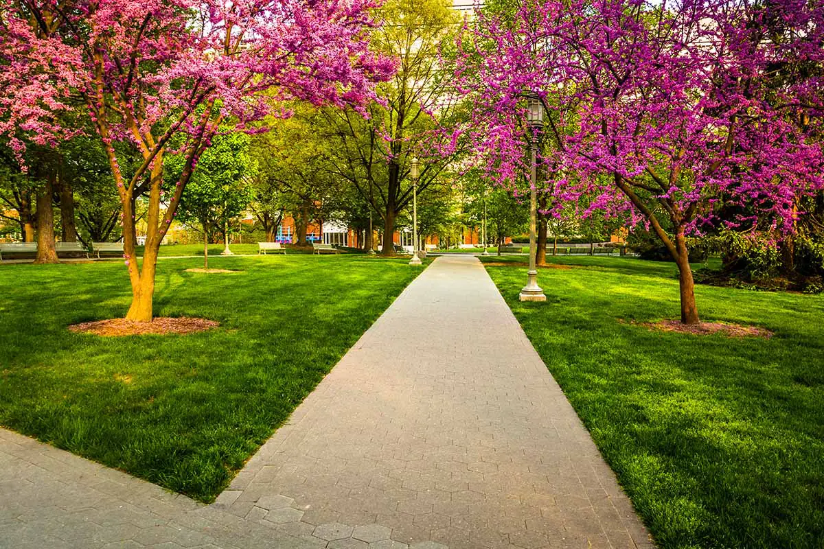 Una imagen horizontal de ciclamores que bordean un camino pavimentado en un parque.