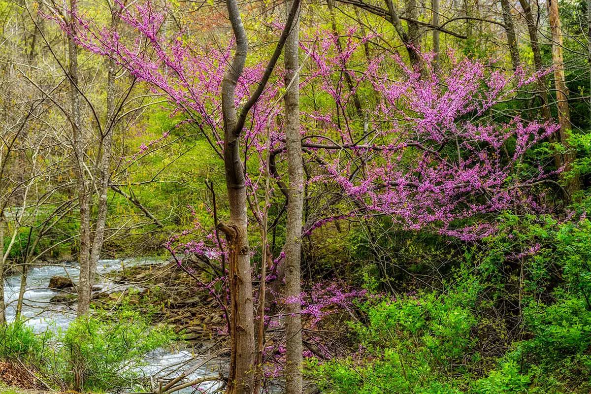 Una imagen horizontal de una escena forestal con un río que lo atraviesa y un ciclamor rojo en plena floración.