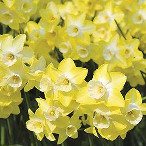 Una imagen cuadrada de primer plano de narcisos de 'Regeneración' de color amarillo brillante que crecen en el jardín fotografiado bajo el sol brillante.