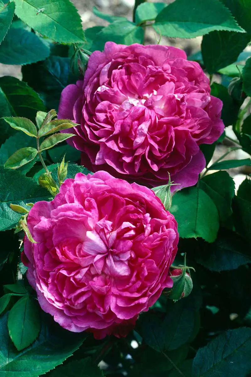 Una imagen vertical de las flores de doble pétalo de Rosa 'Reine des Violettes' representada a la luz del sol.