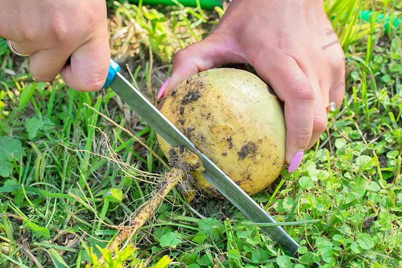 Una mujer agarra un nabo recién cosechado en una mano y con la otra mano usa un cuchillo para cortar la raíz.  El fondo es hierba verde a la luz del sol.