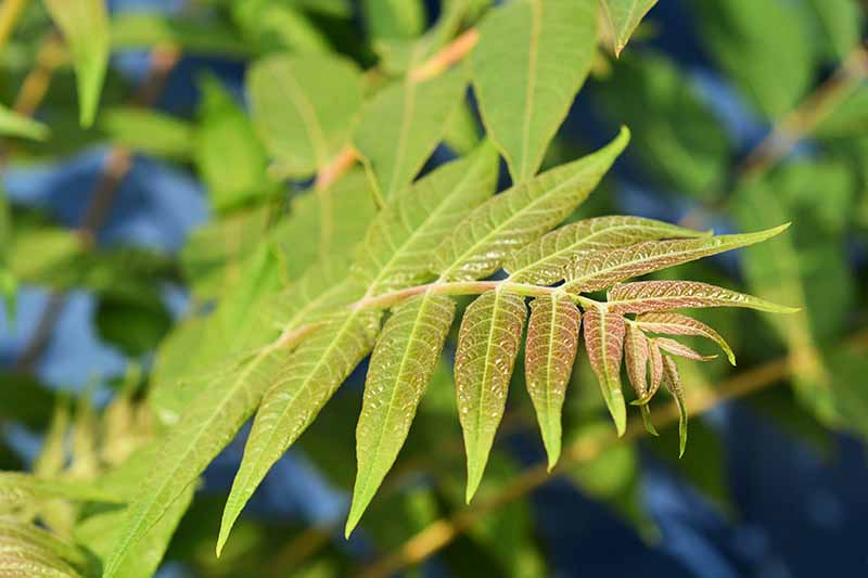 Primer plano de un tallo de hoja de árbol del cielo, que muestra una rama con hojas que crecen a ambos lados, en su mayoría verdes con un tinte rojizo.  El fondo son hojas de árboles de enfoque suave.