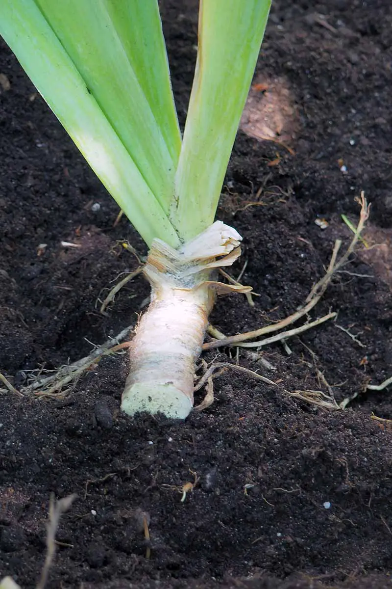 Una imagen vertical de cerca de una división de iris replantada en un suelo rico.