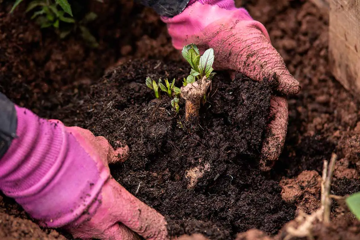 Una imagen horizontal de primer plano de un jardinero plantando una división de dahlia en primavera.