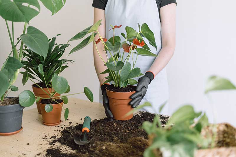 Una imagen horizontal de primer plano de un jardinero con guantes negros trasplantando una planta de anthurium.