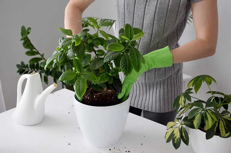 Una imagen horizontal de primer plano de las manos enguantadas de un jardinero colocando una planta en una pequeña maceta blanca.