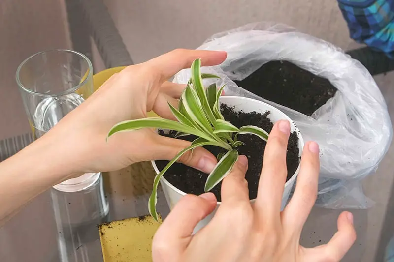 Una imagen horizontal de primer plano de dos manos desde la izquierda del marco trasplantando una planta de Chlorophytum comosum.