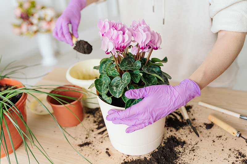 Una imagen horizontal de primer plano de un jardinero que lleva un par de guantes de color violeta claro trasplantando una planta de ciclamen y añadiendo tierra fresca.