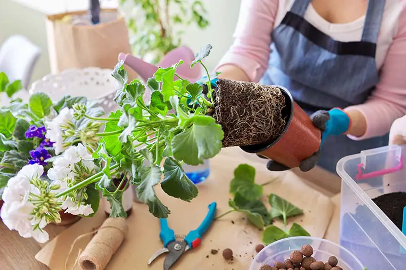 Una imagen horizontal de cerca de una persona sacando una pequeña planta de una maceta lista para plantar.