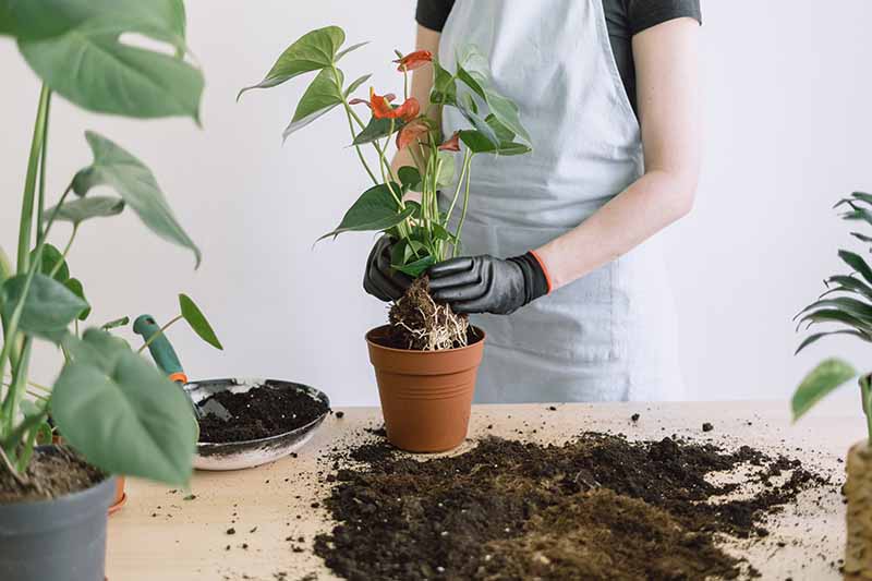 Una imagen horizontal de primer plano de un jardinero con un par de guantes negros trasplantando una planta de interior.
