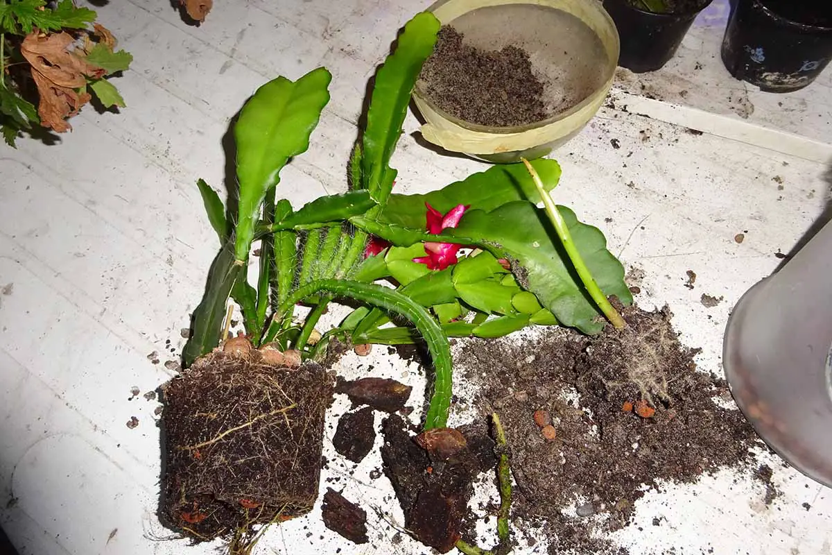 Una imagen horizontal de primer plano de un cactus orquídea sin maceta listo para trasplantar a un nuevo contenedor.