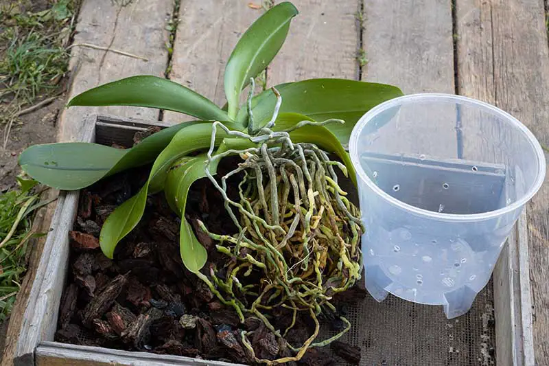 Una imagen horizontal de primer plano de una planta de orquídea con raíces fuertes y sanas que se ha extraído de su contenedor para trasplantarla.