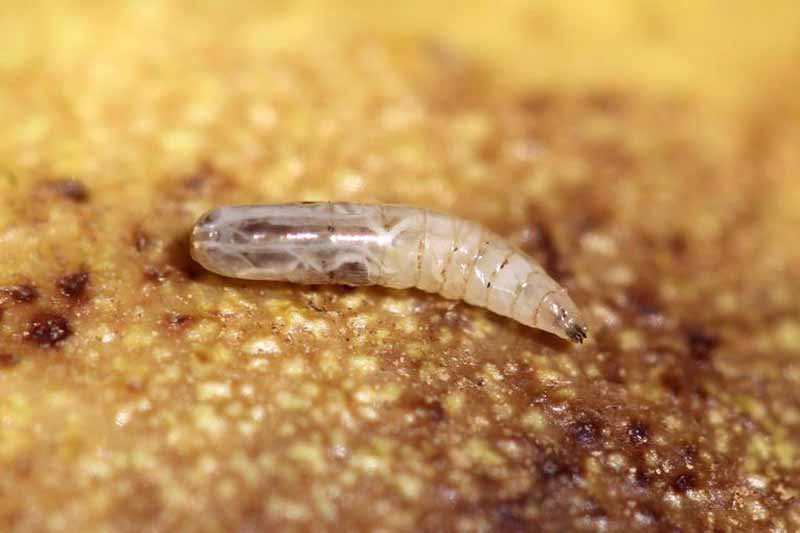 Fotografía macro de la larva de la mosca de la cáscara de nuez (Rhagoletis completa).