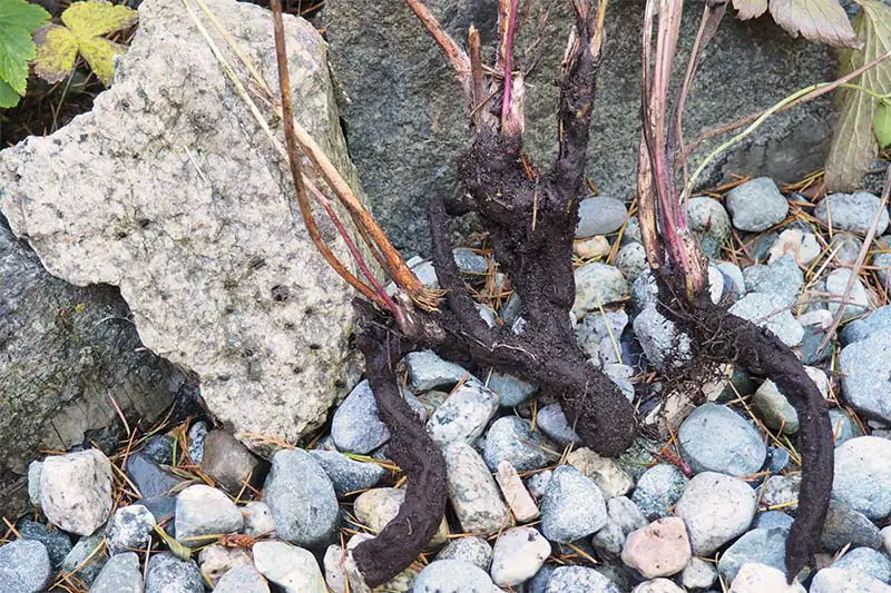 Una imagen horizontal de primer plano de rizomas levantados del suelo para la división de esquejes de raíz.