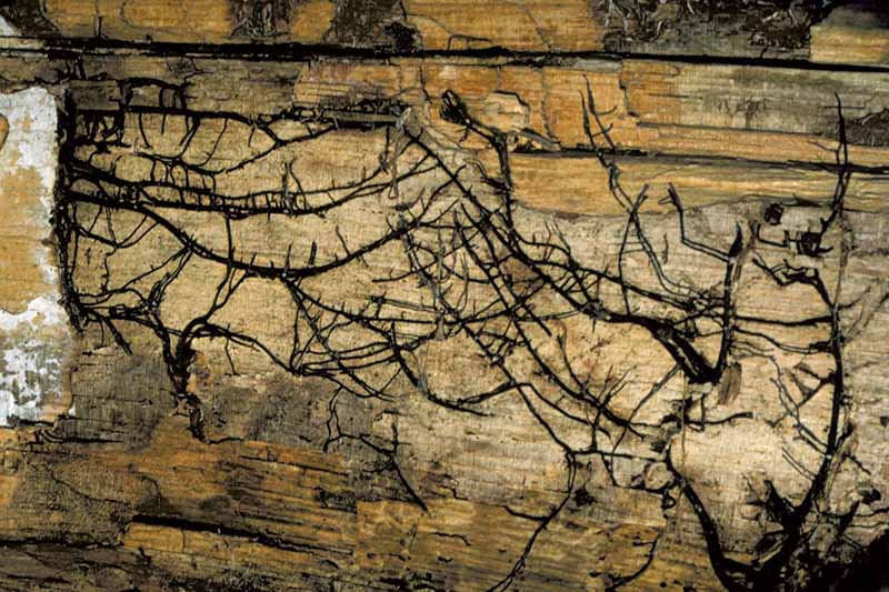 Un primer plano de los rizomorfos del hongo Armillaria en la madera de un árbol muerto.