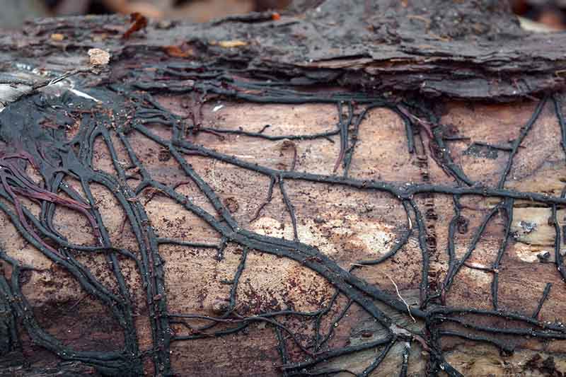 Un primer plano del tronco que muestra una red de crecimiento rizomatoso oscuro en la superficie entre la corteza y la madera.