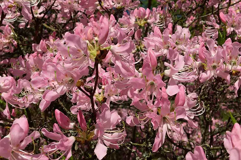 Una imagen horizontal de las flores de color rosa claro de Rhododendron vaseyi que crecen en el jardín fotografiadas a la luz del sol.