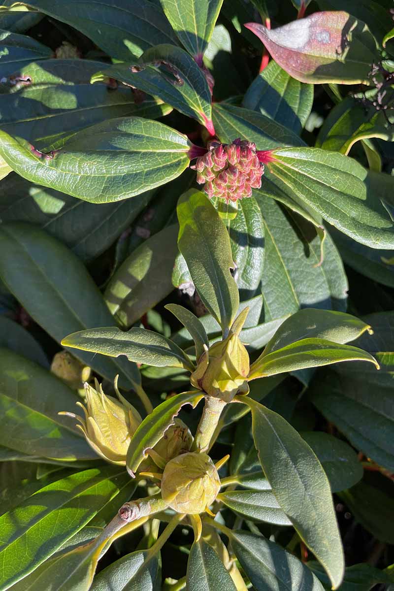 Una imagen vertical de primer plano de un capullo de rododendro y un capullo de azalea que muestra la diferencia entre los dos.
