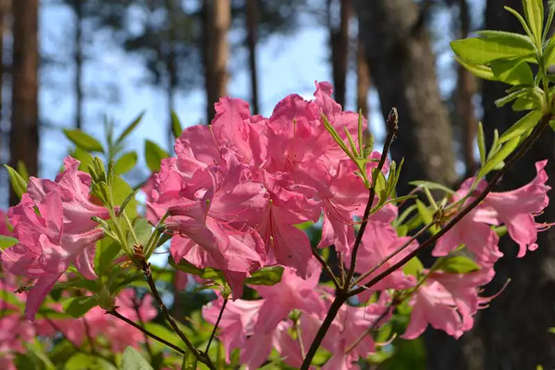 Una imagen horizontal de primer plano de flores rosas de Rhododendron prinophyllum que crece en el borde de un bosque con árboles y cielo azul en un enfoque suave en el fondo.