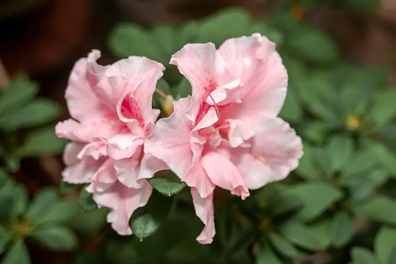 Una imagen horizontal de cerca de pequeñas flores rosas que crecen en el jardín en un fondo de enfoque suave.