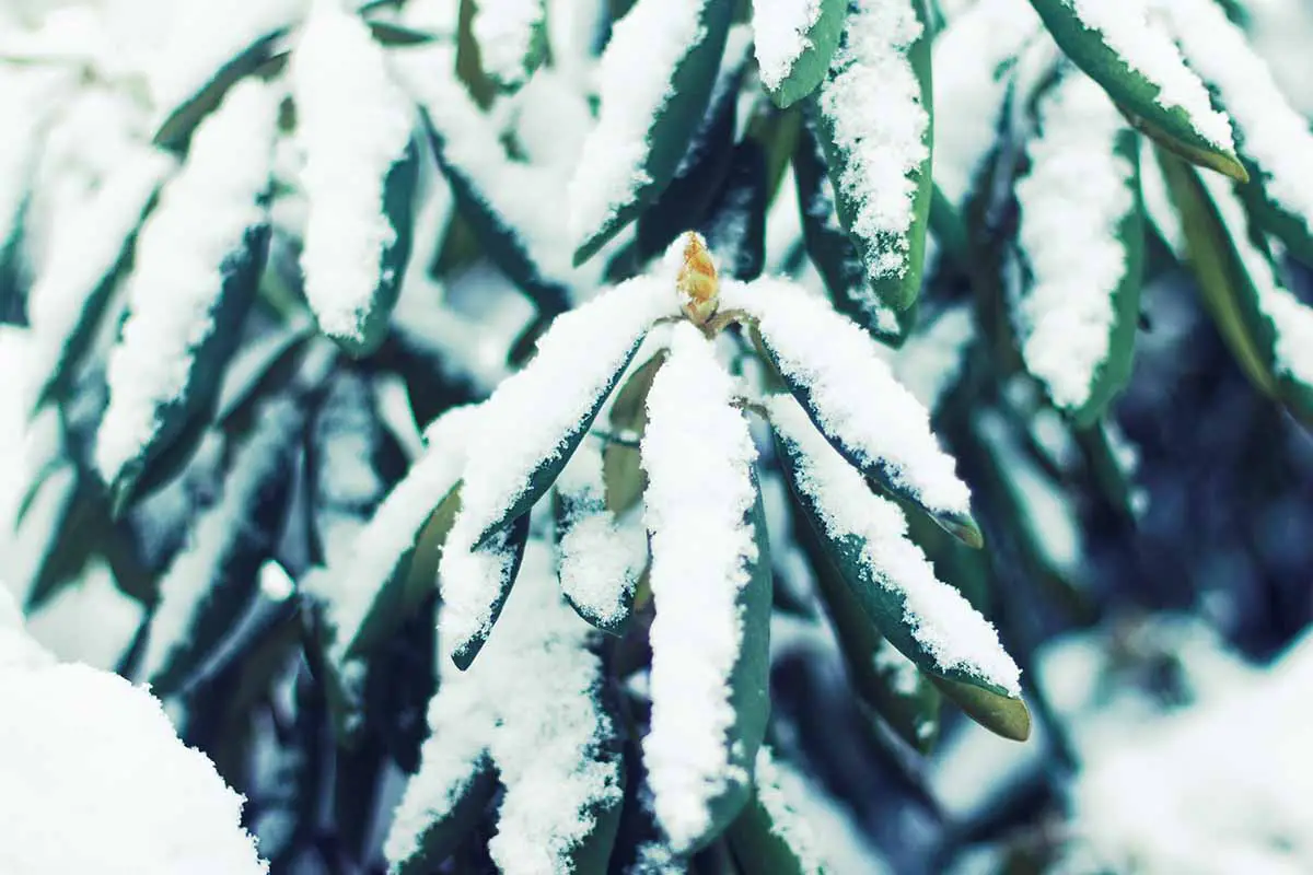 Una imagen horizontal de cerca de las plantas de rododendro cubiertas con una capa de nieve.