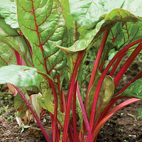 Un primer plano de una variedad de acelga llamada 'ruibarbo' con tallos rojos delgados y hojas verdes planas grandes con venas rojas.  En el fondo, el suelo se desvanece en un enfoque suave.