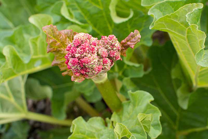 Un primer plano de un tallo de ruibarbo con una cabeza de semilla que se abre en una flor, rodeada de follaje verde claro con un enfoque suave en el fondo.