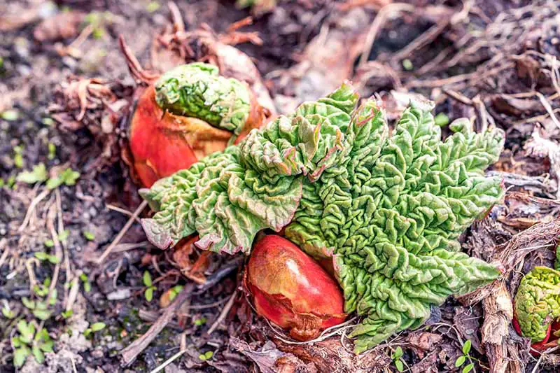 Un primer plano de un pequeño follaje de ruibarbo que acaba de emerger de la corona a principios de la primavera, rodeado de tierra cubierta con mantillo.