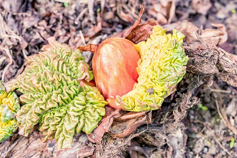 Un primer plano de una corona de ruibarbo que crece en el jardín con pequeñas hojas verdes que comienzan a emerger en primavera, rodeadas de moho de hojas.