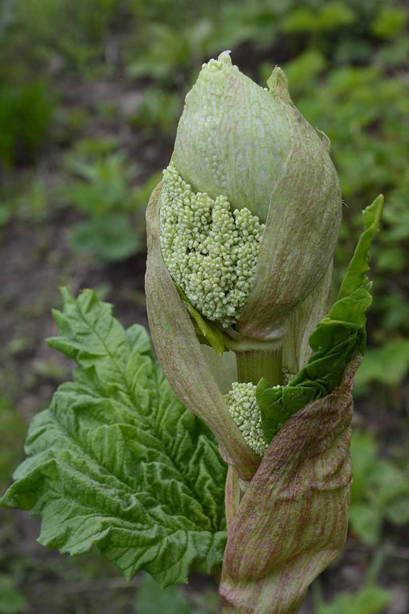 Una imagen vertical de cerca de una cabeza de semilla de una planta de Rheum rhabarbarum que muestra la gran cabeza bulbosa que crece en un tallo alto.  El fondo es una escena de jardín con un enfoque suave.