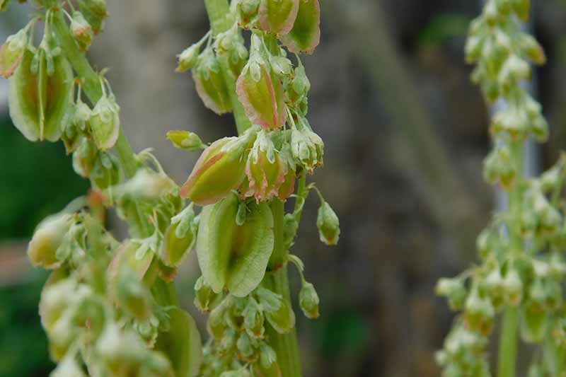Un primer plano de las vainas de semillas de color verde claro de una planta de ruibarbo que se ha atornillado, sobre un fondo oscuro y suave.