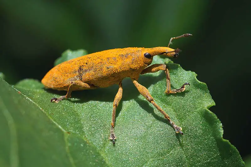 Un primer plano de un insecto de aspecto extraño, con un aspecto borroso de color naranja y una nariz larga, colocado sobre una hoja verde brillante sobre un fondo oscuro y suave.