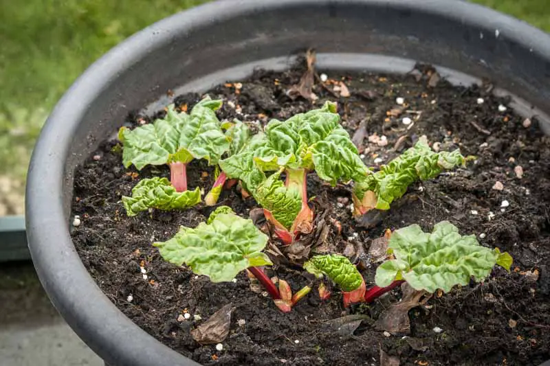 Un primer plano de pequeñas plántulas de ruibarbo que crecen en una olla de plástico o goma negra, en tierra oscura y húmeda, con hierba en un enfoque suave en el fondo.