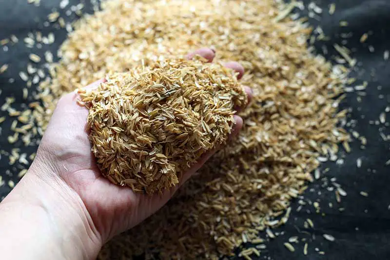 Una imagen horizontal de primer plano de una mano desde la parte inferior del marco recogiendo un puñado de cáscaras de arroz.