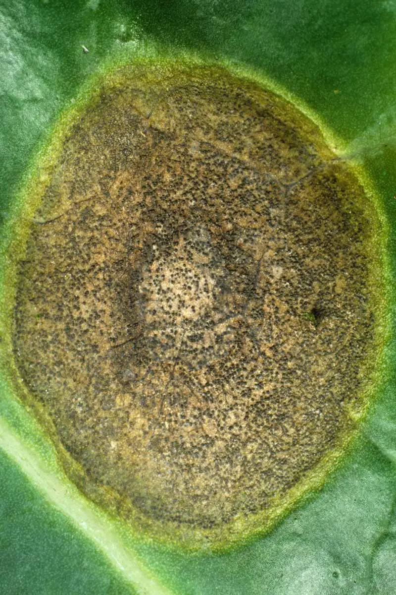 Una imagen vertical de cerca de una lesión de mancha anular (Mycosphaerella brassicicola) en una hoja.