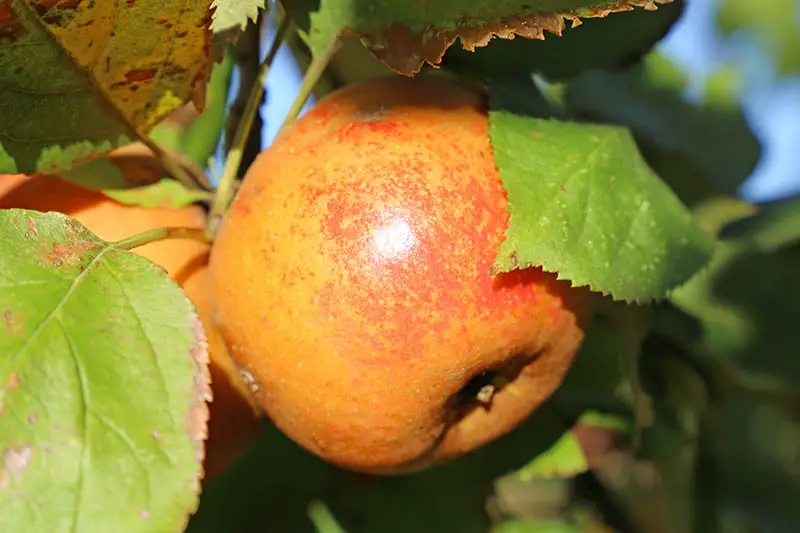 Una imagen horizontal de primer plano de una fruta madura lista para arrancarse del árbol, rodeada de follaje fotografiado bajo la luz del sol en un fondo de enfoque suave.