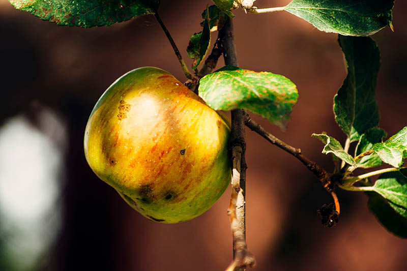 Una imagen horizontal de primer plano de una sola fruta que cuelga del árbol, que sufre de una enfermedad que ha causado manchas negras en la piel, fotografiada con luz solar filtrada sobre un fondo de enfoque suave.